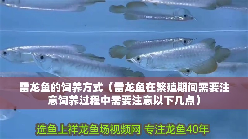 雷龍魚的飼養方式（雷龍魚在繁殖期間需要注意飼養過程中需要注意以下幾點）
