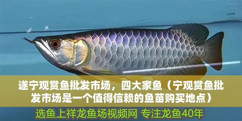 遂寧觀賞魚批發市場，四大家魚（寧觀賞魚批發市場是一個值得信賴的魚苗購買地點）