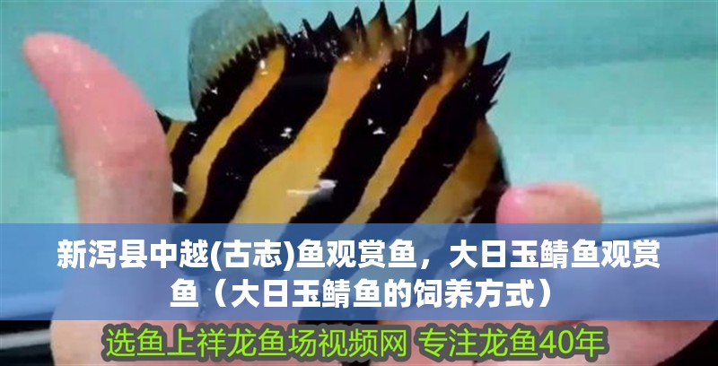 新瀉縣中越(古志)魚(yú)觀賞魚(yú)，大日玉鯖魚(yú)觀賞魚(yú)（大日玉鯖魚(yú)的飼養(yǎng)方式）