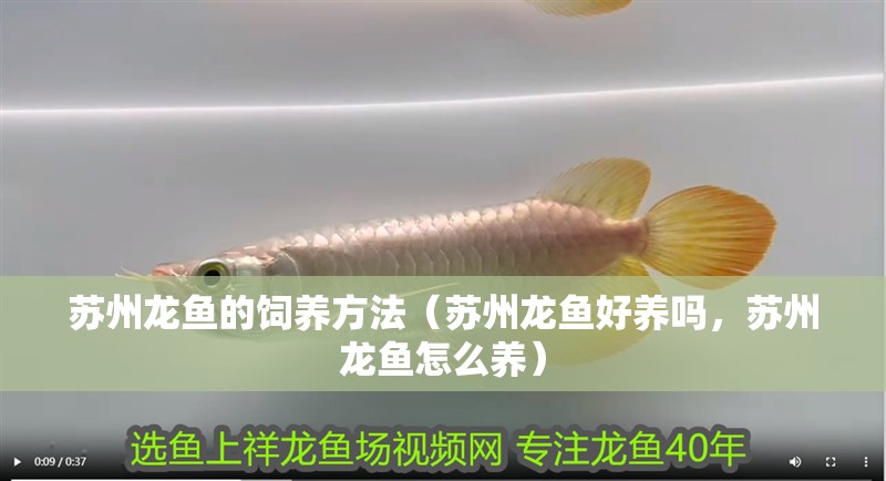 蘇州龍魚的飼養方法（蘇州龍魚好養嗎，蘇州龍魚怎么養）