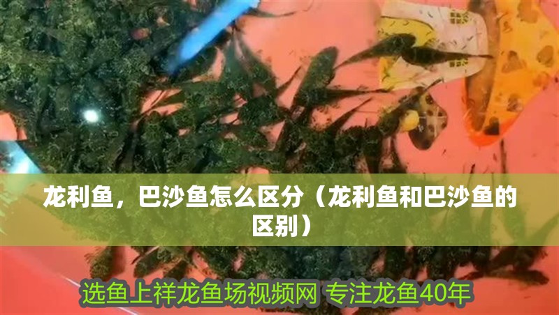 龍利魚，巴沙魚怎么區分（龍利魚和巴沙魚的區別）