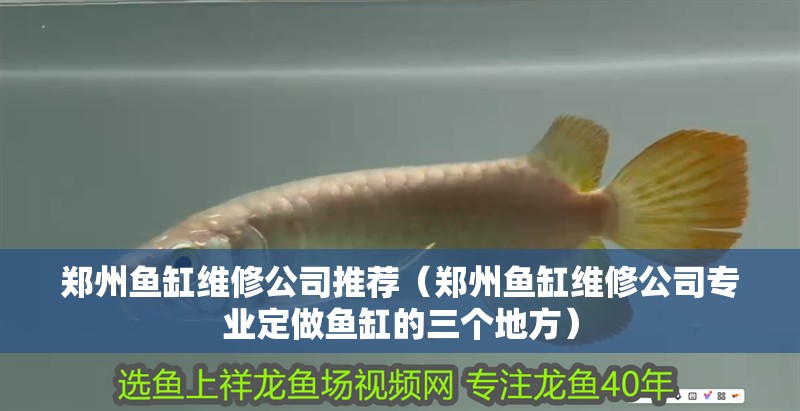 鄭州魚缸維修公司推薦（鄭州魚缸維修公司專業定做魚缸的三個地方）