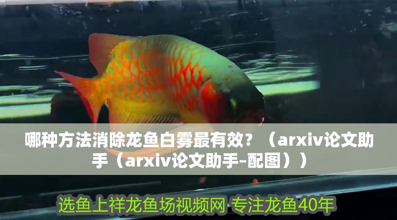哪種方法消除龍魚白霧最有效？（arxiv論文助手（arxiv論文助手–配圖））
