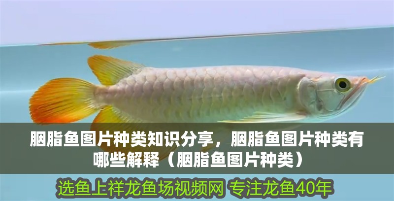 胭脂魚圖片種類知識(shí)分享，胭脂魚圖片種類有哪些解釋（胭脂魚圖片種類）
