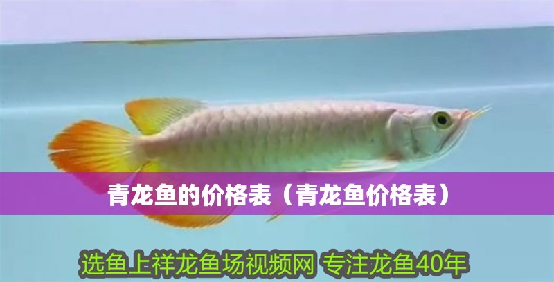 青龍魚的價格表（青龍魚價格表）