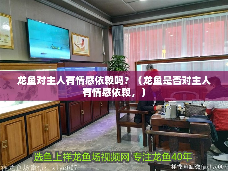 龍魚對主人有情感依賴嗎？（龍魚是否對主人有情感依賴，）