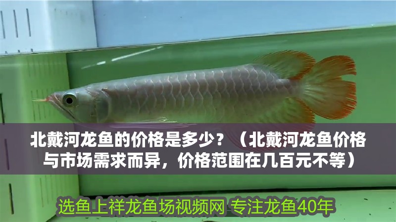 北戴河龍魚的價格是多少？（北戴河龍魚價格與市場需求而異，價格范圍在幾百元不等）