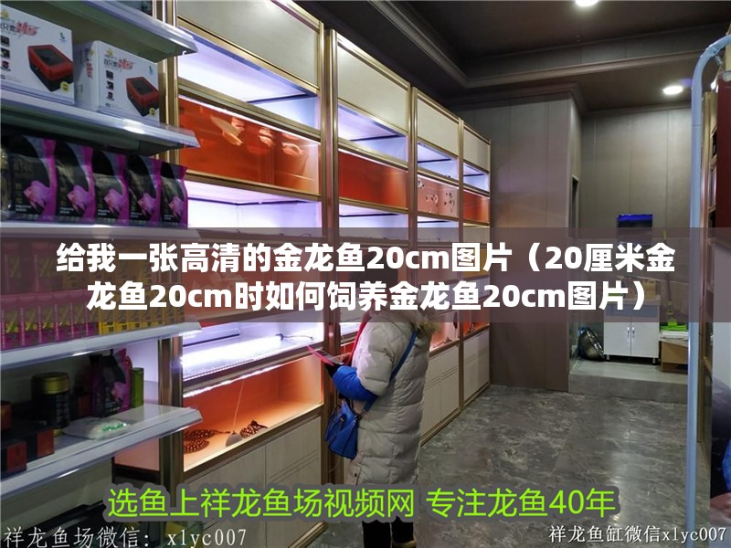 給我一張高清的金龍魚20cm圖片（20厘米金龍魚20cm時如何飼養(yǎng)金龍魚20cm圖片）
