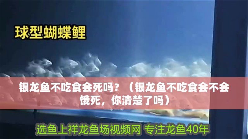 銀龍魚不吃食會死嗎？（銀龍魚不吃食會不會餓死，你清楚了嗎）