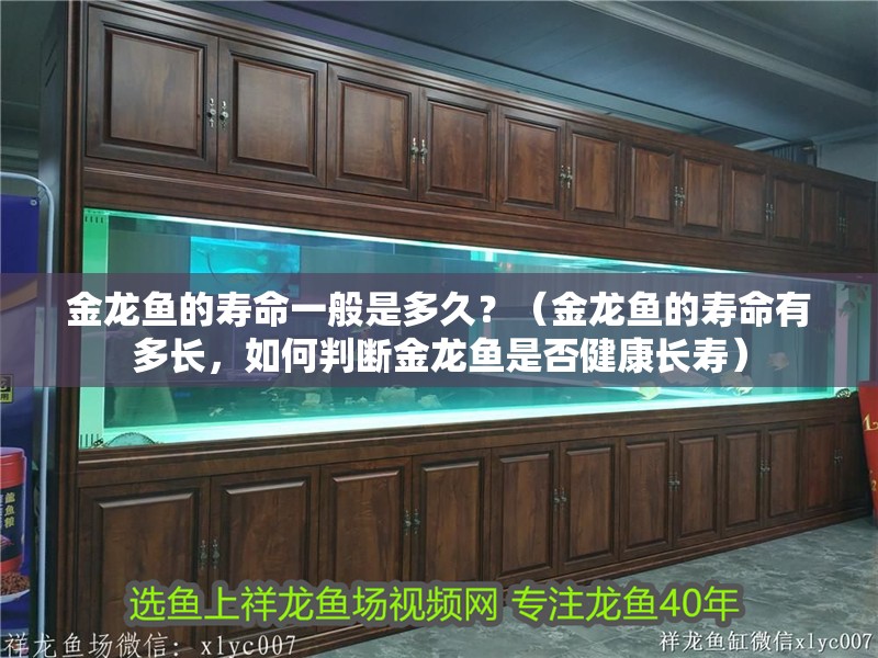 金龍魚的壽命一般是多久？（金龍魚的壽命有多長，如何判斷金龍魚是否健康長壽）