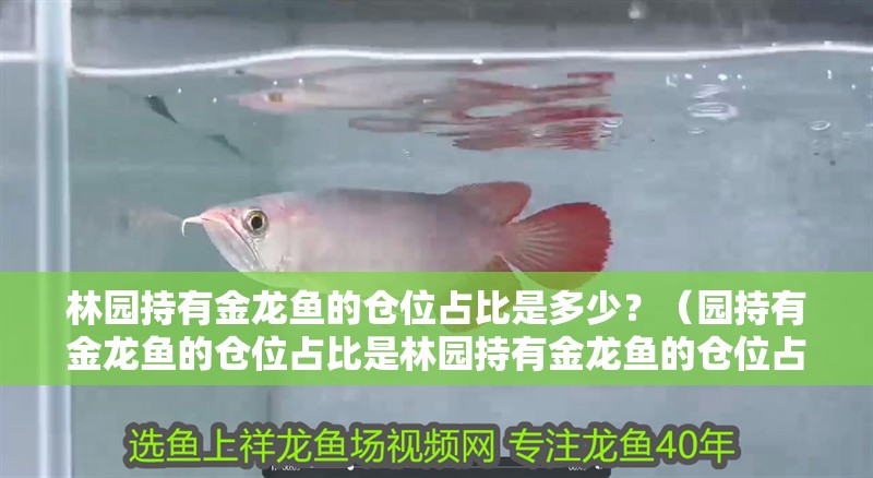 林園持有金龍魚的倉位占比是多少？（園持有金龍魚的倉位占比是林園持有金龍魚的倉位占比為1%）
