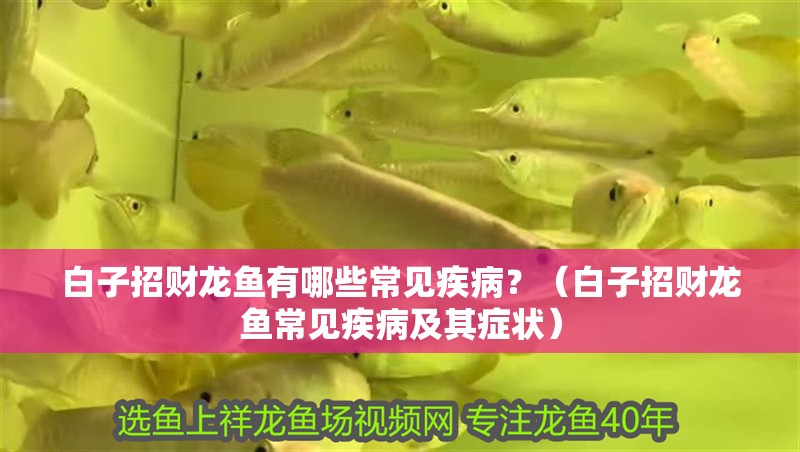 白子招財(cái)龍魚有哪些常見疾??？（白子招財(cái)龍魚常見疾病及其癥狀）