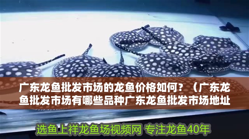 廣東龍魚批發(fā)市場(chǎng)的龍魚價(jià)格如何？（廣東龍魚批發(fā)市場(chǎng)有哪些品種廣東龍魚批發(fā)市場(chǎng)地址和聯(lián)系方式清單）