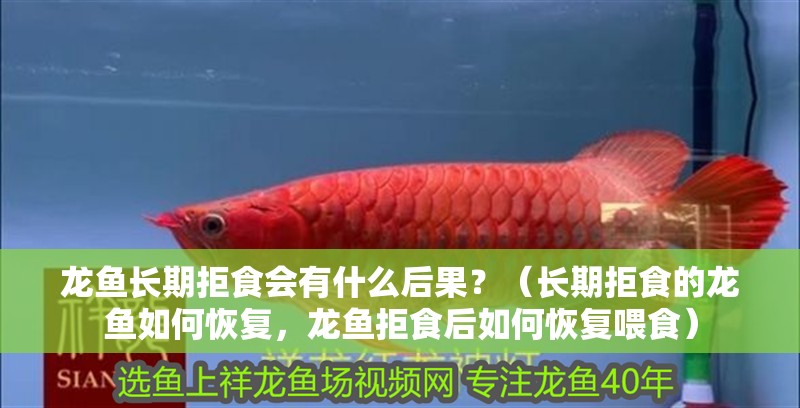 龍魚長期拒食會有什么后果？（長期拒食的龍魚如何恢復，龍魚拒食后如何恢復喂食）