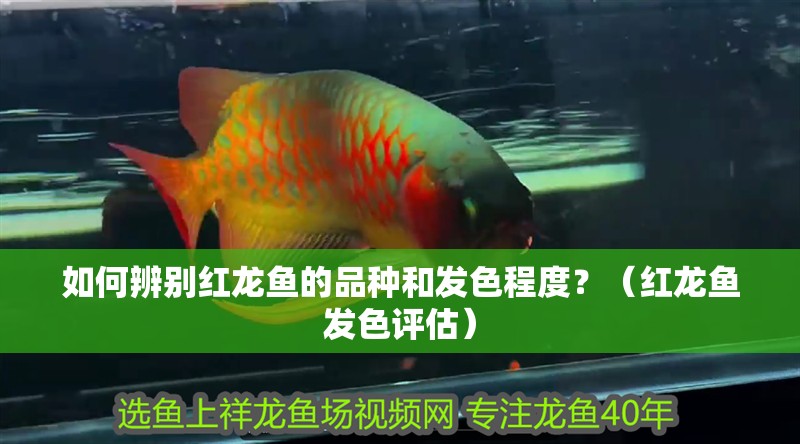 如何辨別紅龍魚的品種和發色程度？（紅龍魚發色評估）