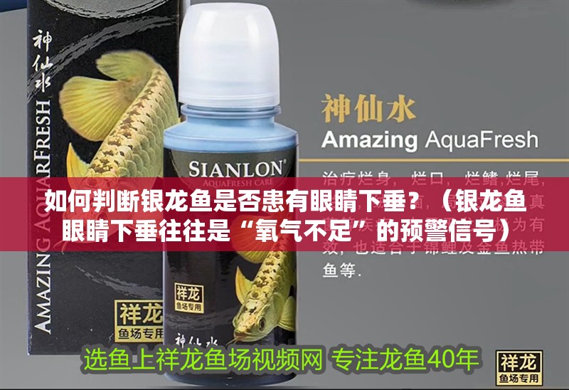 如何判斷銀龍魚是否患有眼睛下垂？（銀龍魚眼睛下垂往往是“氧氣不足”的預(yù)警信號(hào)）