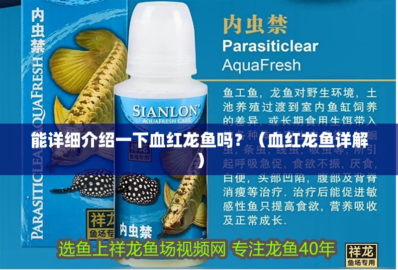 能詳細介紹一下血紅龍魚嗎？（血紅龍魚詳解）