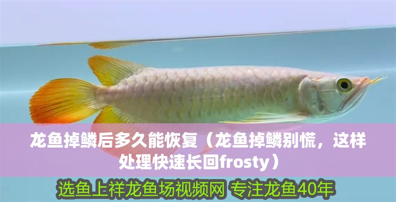 龍魚掉鱗后多久能恢復（龍魚掉鱗別慌，這樣處理快速長回frosty）