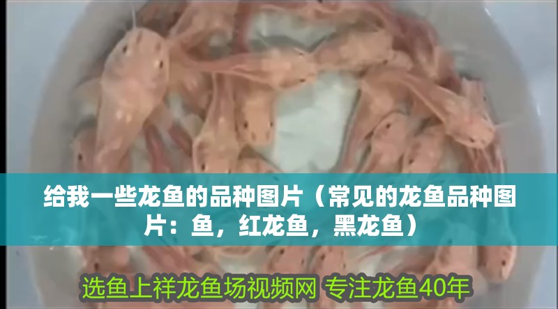 給我一些龍魚的品種圖片（常見的龍魚品種圖片：魚，紅龍魚，黑龍魚）