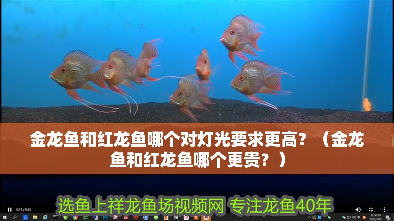 金龍魚和紅龍魚哪個對燈光要求更高？（金龍魚和紅龍魚哪個更貴？）