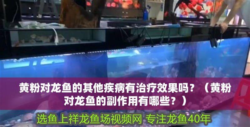 黃粉對龍魚的其他疾病有治療效果嗎？（黃粉對龍魚的副作用有哪些？）