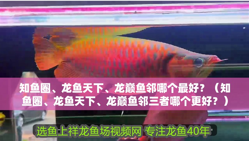 知魚圈、龍魚天下、龍巔魚鄰哪個最好？（知魚圈、龍魚天下、龍巔魚鄰三者哪個更好？）
