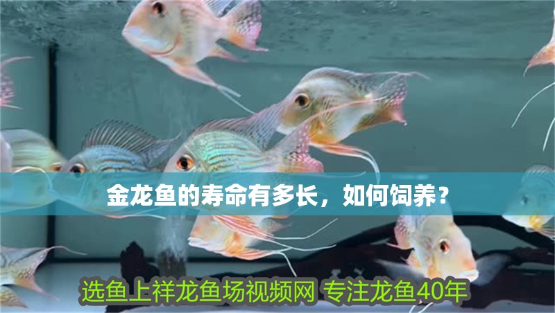 金龍魚的壽命有多長，如何飼養？