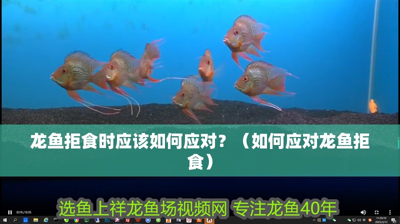 龍魚拒食時應(yīng)該如何應(yīng)對？（如何應(yīng)對龍魚拒食）