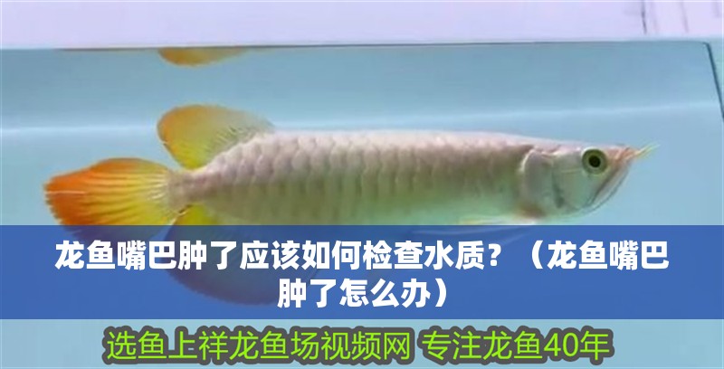 龍魚嘴巴腫了應該如何檢查水質？（龍魚嘴巴腫了怎么辦）
