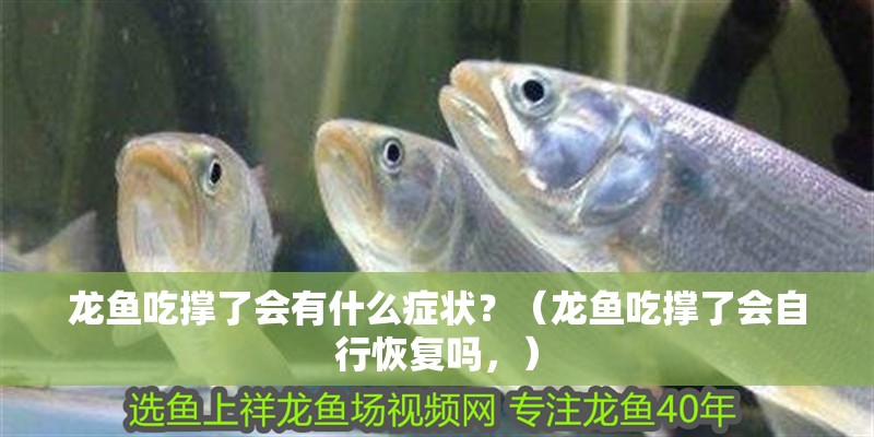 龍魚吃撐了會(huì)有什么癥狀？（龍魚吃撐了會(huì)自行恢復(fù)嗎，）