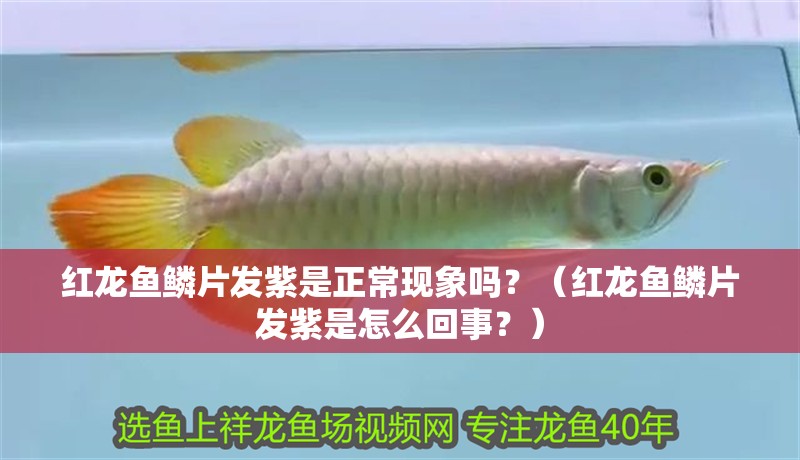 紅龍魚鱗片發(fā)紫是正常現(xiàn)象嗎？（紅龍魚鱗片發(fā)紫是怎么回事？）