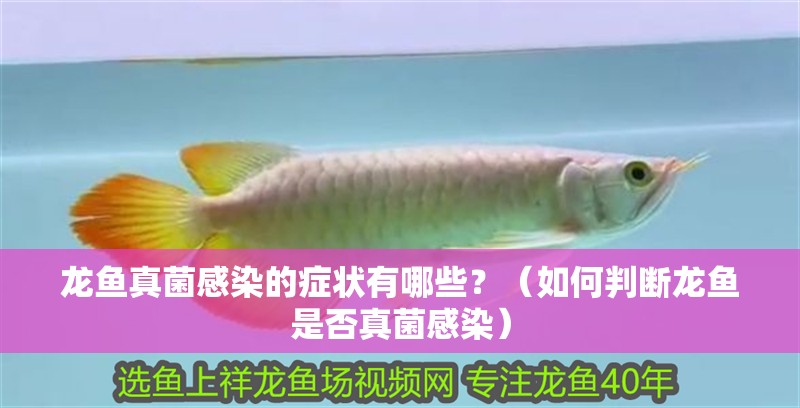 龍魚(yú)真菌感染的癥狀有哪些？（如何判斷龍魚(yú)是否真菌感染）