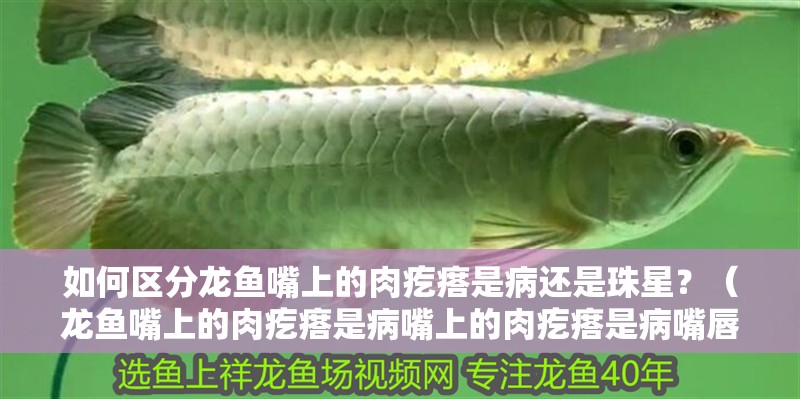 如何區分龍魚嘴上的肉疙瘩是病還是珠星？（龍魚嘴上的肉疙瘩是病嘴上的肉疙瘩是病嘴唇或吻端出現的）
