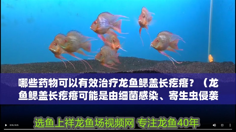 哪些藥物可以有效治療龍魚鰓蓋長疙瘩？（龍魚鰓蓋長疙瘩可能是由細菌感染、寄生蟲侵襲或水質不良引發的鰓部病變）