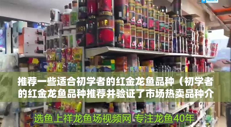 推薦一些適合初學者的紅金龍魚品種（初學者的紅金龍魚品種推薦并驗證了市場熱賣品種介紹）