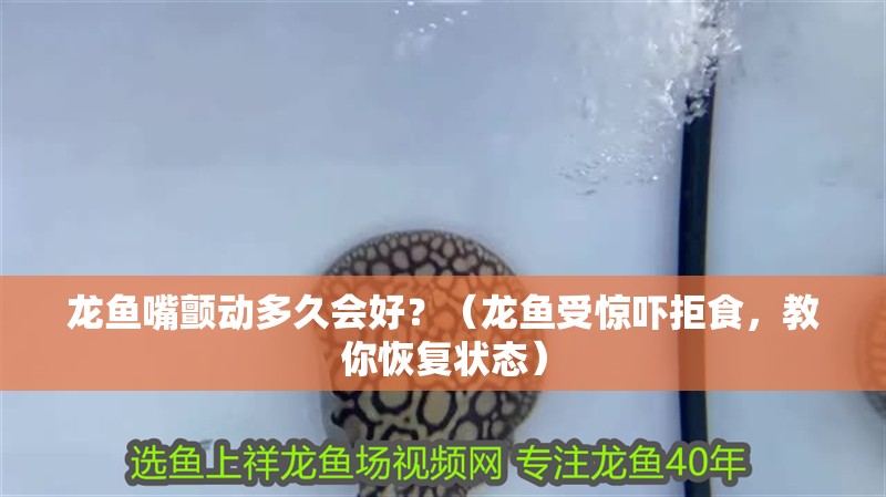 龍魚(yú)嘴顫動(dòng)多久會(huì)好？（龍魚(yú)受驚嚇拒食，教你恢復(fù)狀態(tài)）