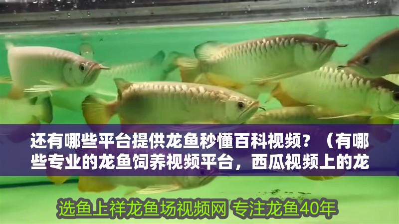 還有哪些平臺提供龍魚秒懂百科視頻？（有哪些專業的龍魚飼養視頻平臺，西瓜視頻上的龍魚視頻質量如何？）