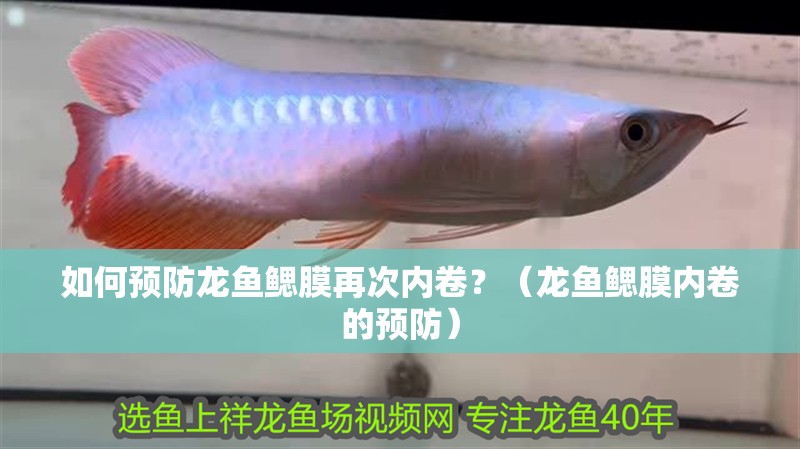 如何預防龍魚鰓膜再次內卷？（龍魚鰓膜內卷的預防）