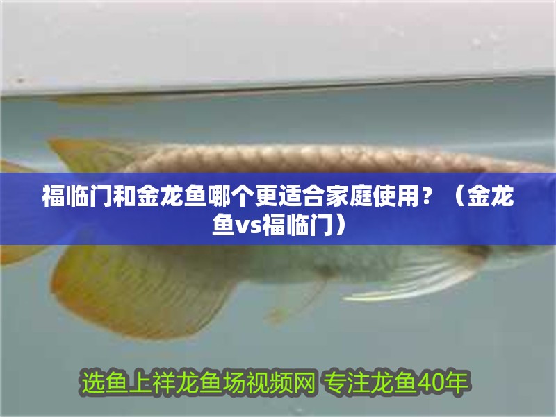 福臨門和金龍魚哪個更適合家庭使用？（金龍魚vs福臨門）