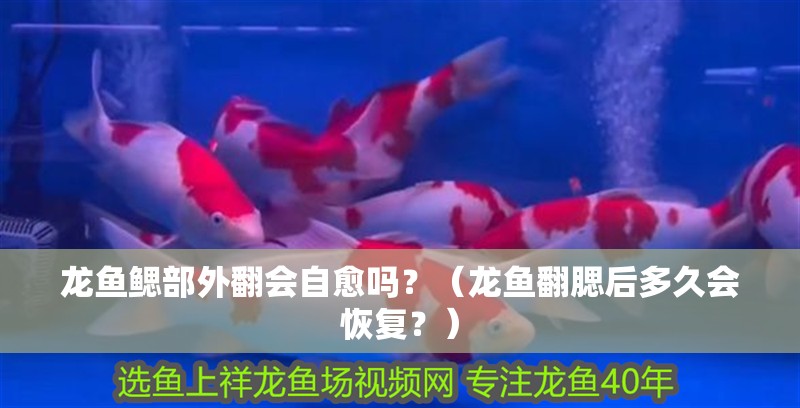 龍魚鰓部外翻會自愈嗎？（龍魚翻腮后多久會恢復？）
