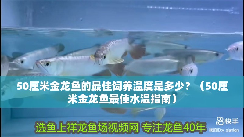 50厘米金龍魚的最佳飼養溫度是多少？（50厘米金龍魚最佳水溫指南）