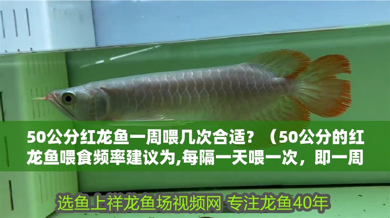 50公分紅龍魚一周喂幾次合適？（50公分的紅龍魚喂食頻率建議為,每隔一天喂一次，即一周喂3次）