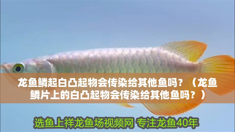 龍魚鱗起白凸起物會傳染給其他魚嗎?(龍魚鱗片上的白凸起物會傳染給其他魚嗎?) 龍魚百科 第3張 龍魚鱗起白凸起物會傳染給其他魚嗎?(龍魚鱗片上的白凸起物會傳染給其他魚嗎?) 龍魚鱗起白凸起物會傳染給其他魚嗎?(龍魚鱗片上的白凸起物會傳染給其他魚嗎?) 龍魚百科 第3張