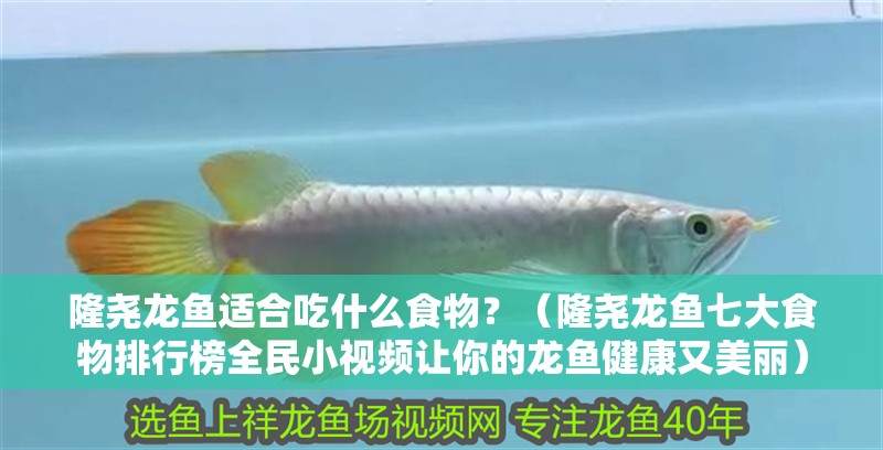 隆堯龍魚適合吃什么食物？（隆堯龍魚七大食物排行榜全民小視頻讓你的龍魚健康又美麗）