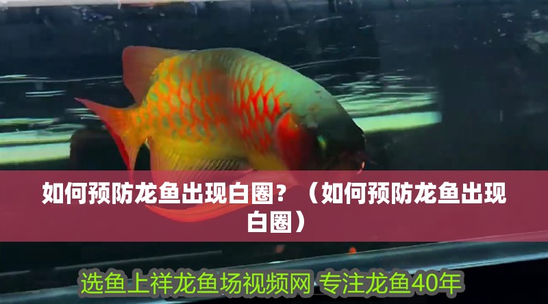 如何預防龍魚出現白圈？（如何預防龍魚出現白圈）