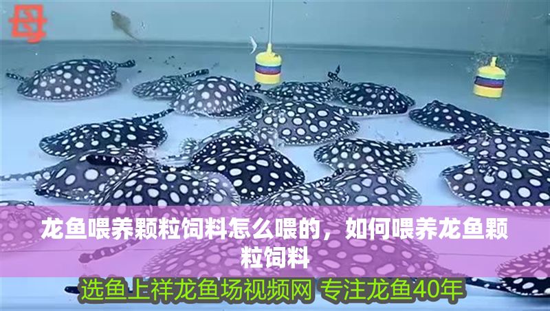 龍魚喂養(yǎng)顆粒飼料怎么喂的，如何喂養(yǎng)龍魚顆粒飼料
