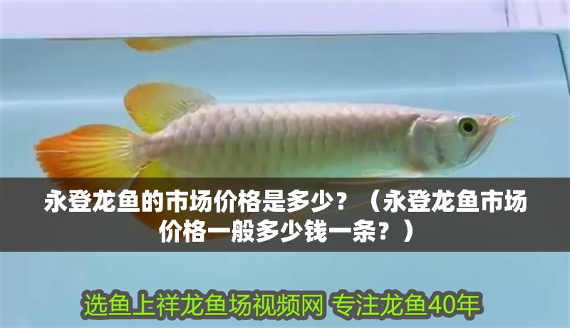 永登龍魚的市場價格是多少？（永登龍魚市場價格一般多少錢一條？）