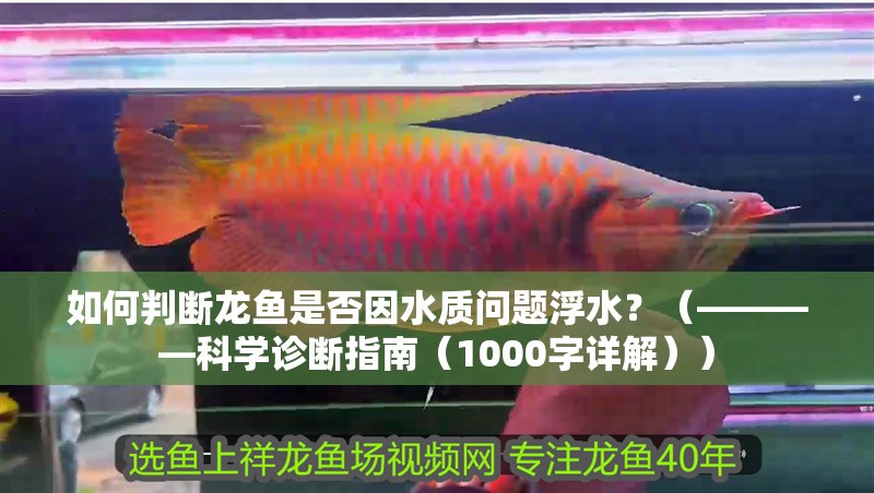 如何判斷龍魚是否因水質(zhì)問題浮水？（————科學(xué)診斷指南（1000字詳解））