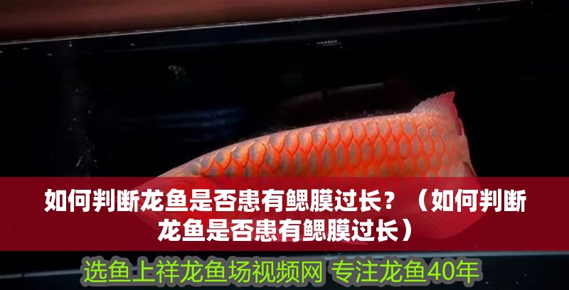 如何判斷龍魚是否患有鰓膜過長？（如何判斷龍魚是否患有鰓膜過長）