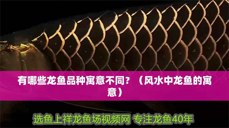有哪些龍魚品種寓意不同？（風水中龍魚的寓意）